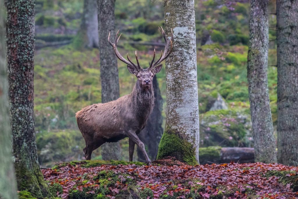 Brunarica Bled Zatrnik Pokljuka Exterior foto